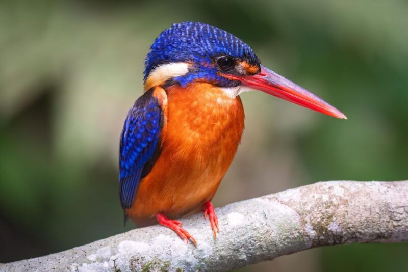yogyakarta-bird-photography-tour