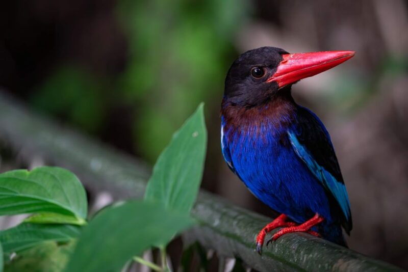 yogyakarta-bird-photography-tour