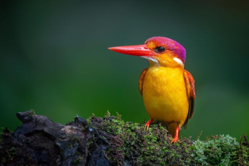 yogyakarta-bird-photography-tour