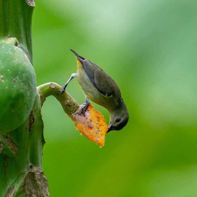 yogyakarta-bird-photography-tour