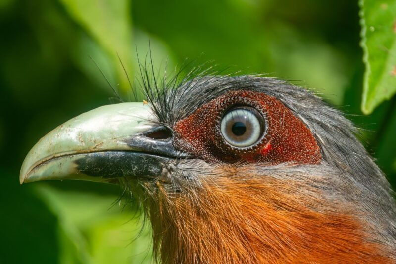 yogyakarta-bird-photography-tour