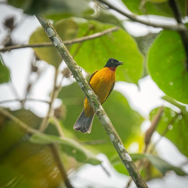 yogyakarta-bird-photography-tour