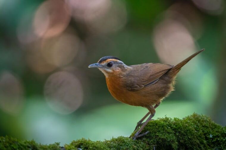yogyakarta-bird-photography-tour