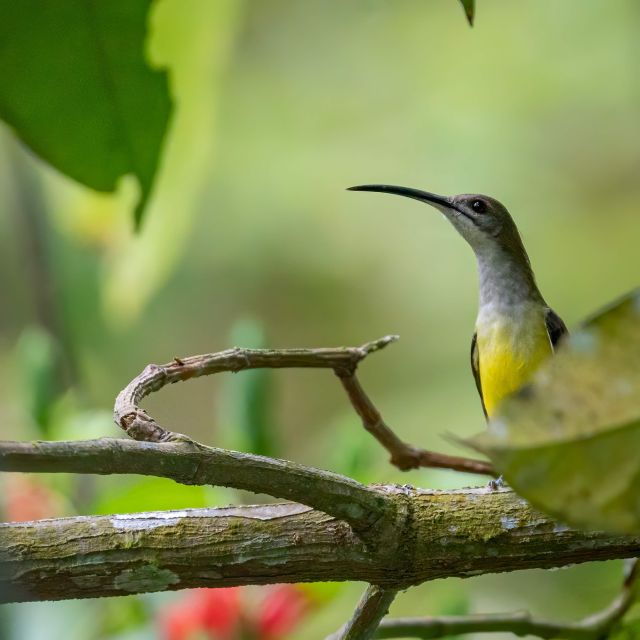 yogyakarta-bird-photography-tour