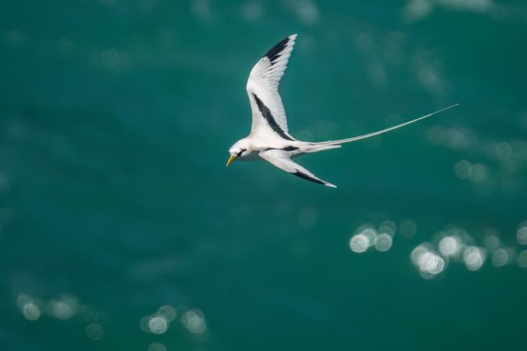 yogyakarta-bird-photography-tour