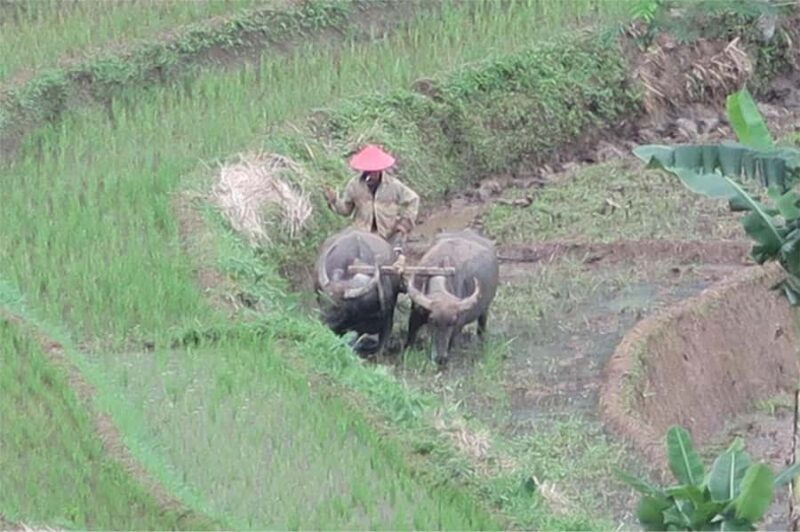 Yogyakarta: Borobudur Climb-up & Selogriyo Paddy Field Tour - Transition to Selogriyo: Serenity and Scenery