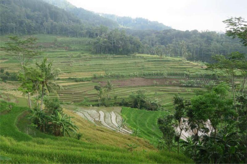 Yogyakarta: Borobudur Climb-up & Selogriyo Paddy Field Tour - Rice Terraces and Local Life