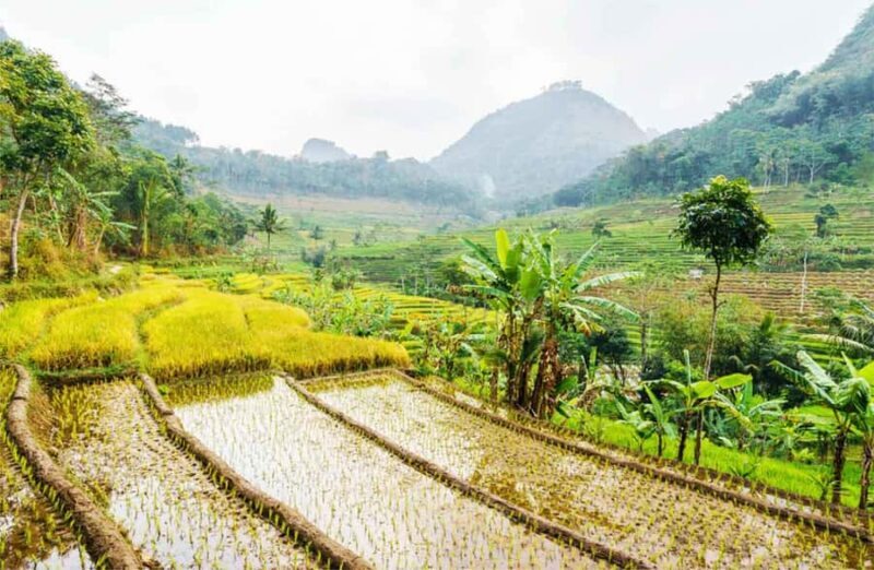 Yogyakarta: Borobudur Climb-up & Selogriyo Paddy Field Tour - Practical Aspects and Value