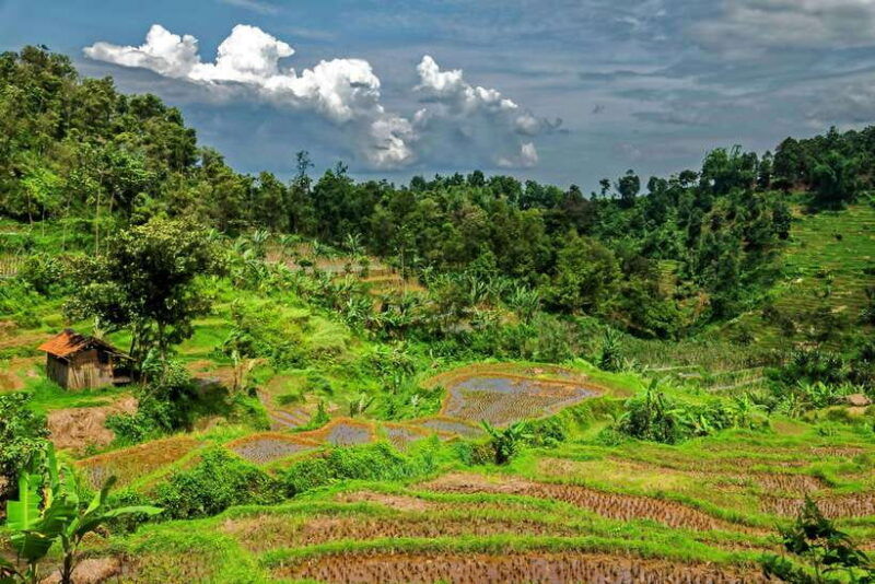 yogyakarta-borobudur-climb-up-selogriyo-rice-field-trekking