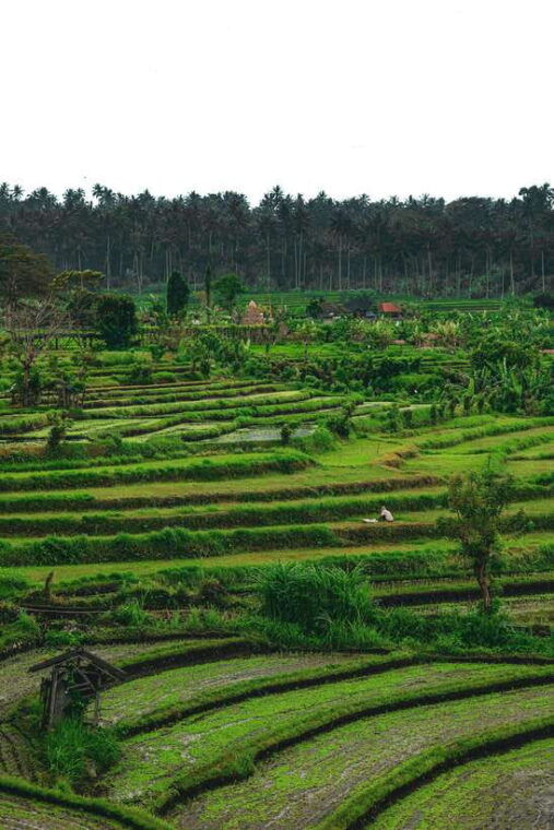 yogyakarta-borobudur-climb-up-selogriyo-rice-field-trekking