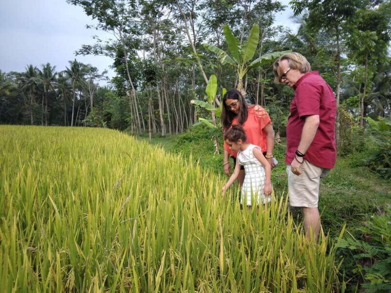 yogyakarta-borobudur-temple-and-selogriyo-rice-terrace-tour