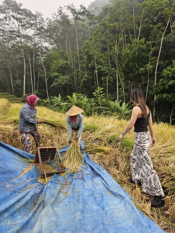 Yogyakarta: Flying Fox, Pule Payung & Ricefield Scenic Tour - Exploring the Highlights of the Tour