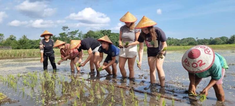 Yogyakarta: Javanese Village Life and Rice Farming Tour - Key Points