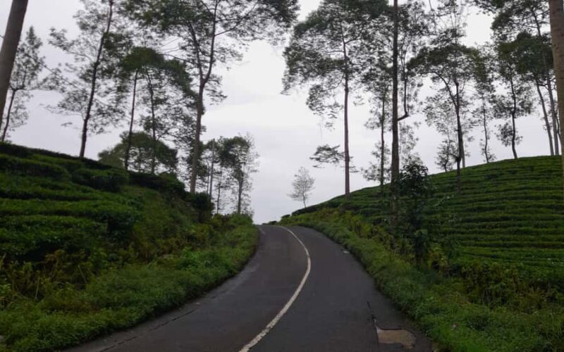 Yogyakarta: Menjer Lake Bamboo Boat Tour with Lunch - The Experience Provider: LJ Tour