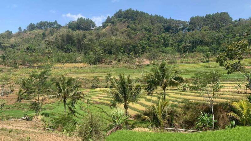 yogyakarta-merapi-jeep-selo-griyo-javanese-rice-terraces