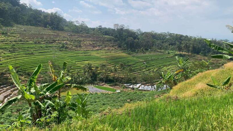yogyakarta-merapi-jeep-selo-griyo-javanese-rice-terraces