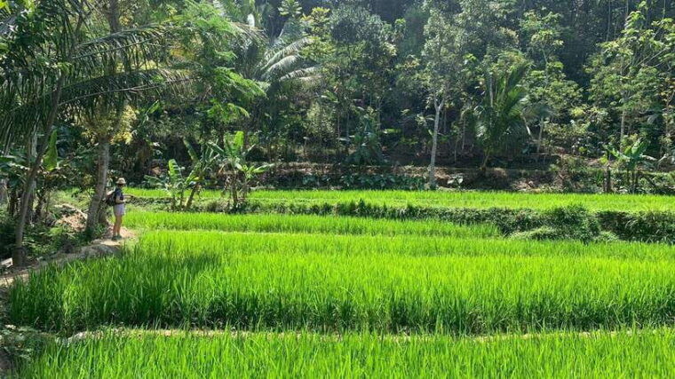 yogyakarta-merapi-jeep-selo-griyo-javanese-rice-terraces