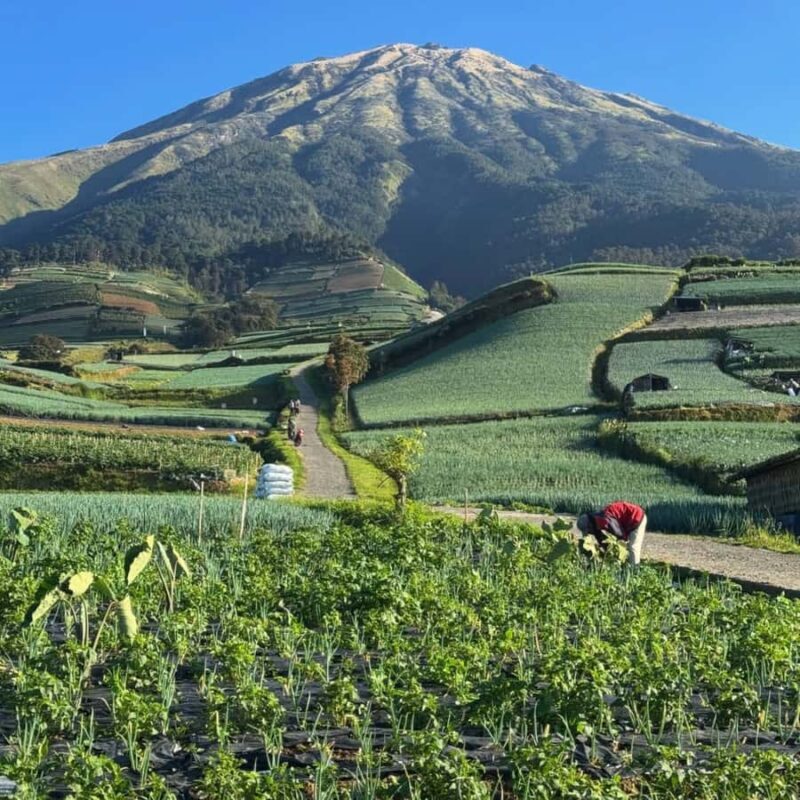 Yogyakarta: Nepal Van Java & Vegetable Village Tour - Sukomakmurs Vegetable Terraces: A Slice of Mountain Agriculture