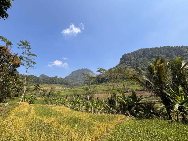 Yogyakarta: Rice Terrace Trek All Inclusive Guided Tour - Who Is This Tour Best For?