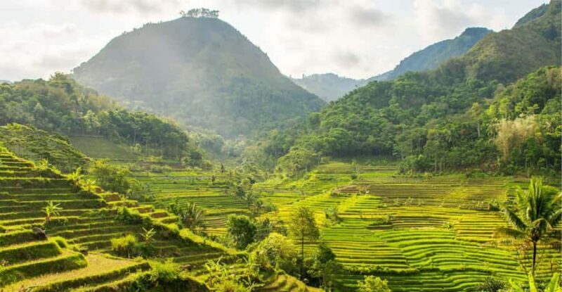 YOGYAKARTA; SELOGRIYO TEMPLE RICE FIELDS AND CHICKEN CHURCH. - Meta Description