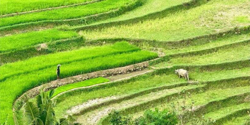 yogyakarta-selogriyo-temple-rice-terraces-waterfall-tour