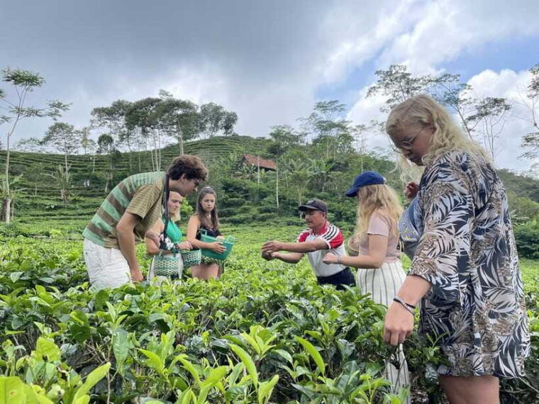 yogyakarta-tea-class-borobudur-climb-up-guided-shared-tour