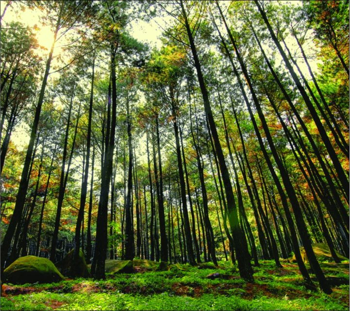 yogyakarta-tembelan-gorge-pine-forest-and-timang-beach