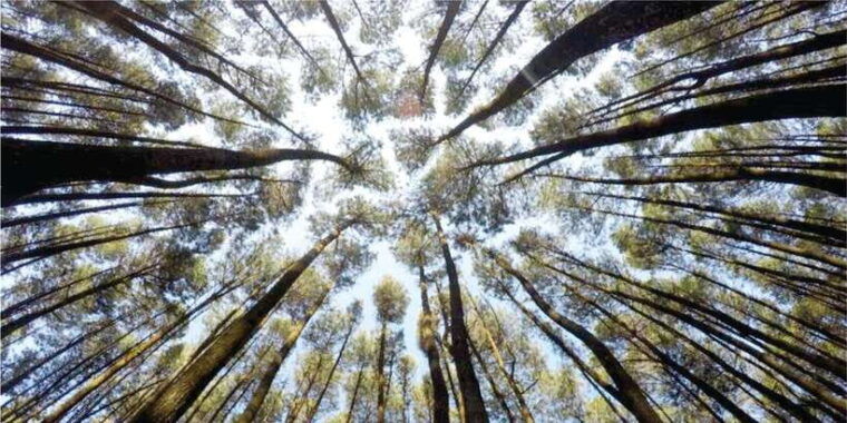 yogyakarta-tembelan-gorge-pine-forest-and-timang-beach
