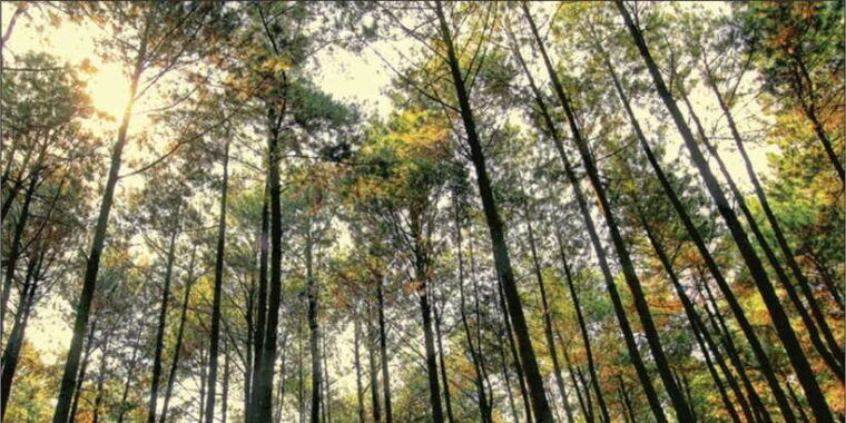 yogyakarta-tembelan-gorge-pine-forest-and-timang-beach