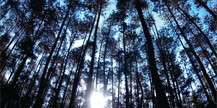 yogyakarta-tembelan-gorge-pine-forest-and-timang-beach