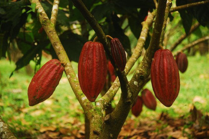 yojoa-lake-artisan-chocolate-tour