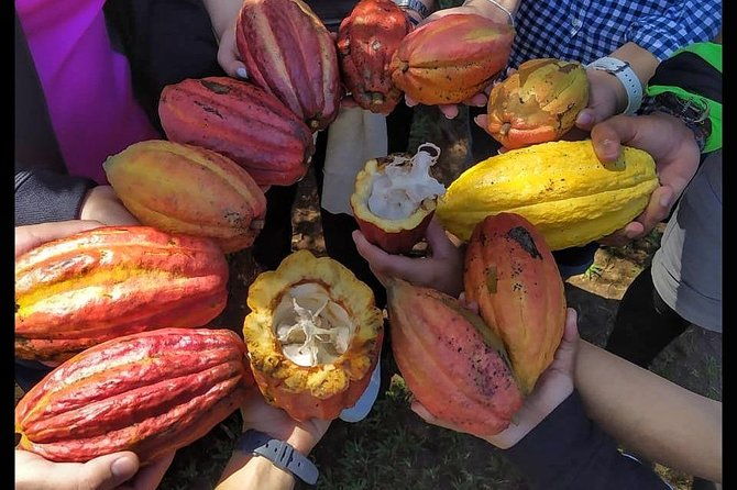 yojoa-lake-artisan-chocolate-tour