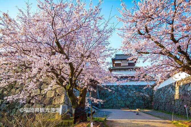 YokaBus Fukuoka Cherry Blossom Famous Spots and Night Sakura Tour - FAQ
