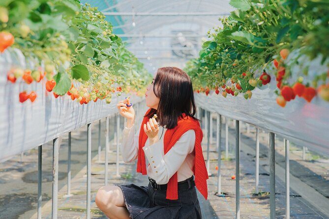 YokaBus Fukuoka Strawberry Picking and Sakura Dyeing Experience - Introduction
