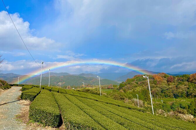 YokaBus Heritage in a Cup of a Yame Tea & Sake Tasting Expedition - The Sum Up