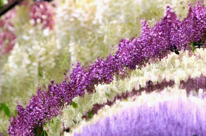 YokaBus Kawachi Wisteria Garden and Strawberry Picking Experience - Practical Considerations