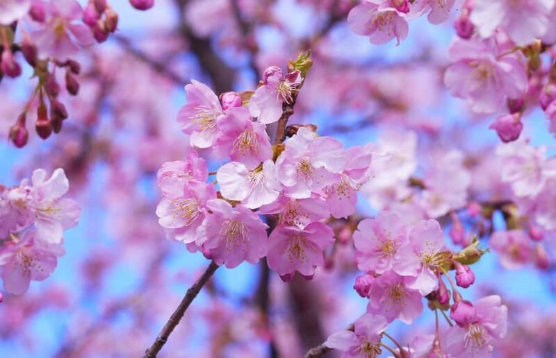 Yokohama Cherry Blossom Tour Full Day and Local Expert Guide - The Experience of Hanami