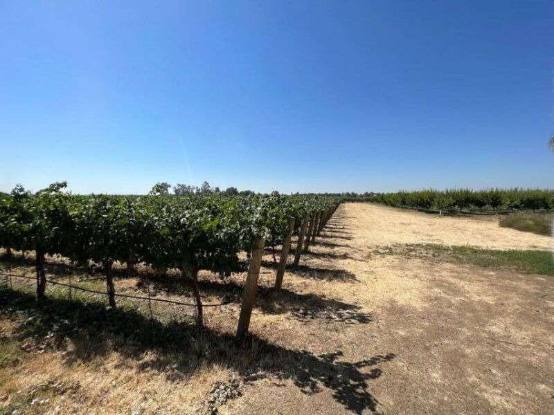 yolo-vineyards-farms-cultural-gems-audio-driving-tour
