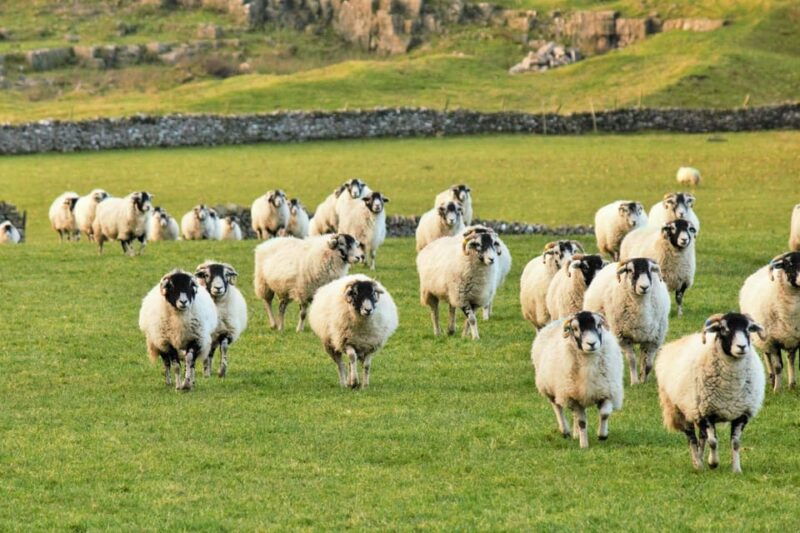 york-all-creatures-great-and-small-yorkshire-dales-tour
