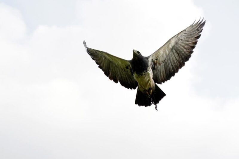 york-entry-to-york-bird-of-prey-centre