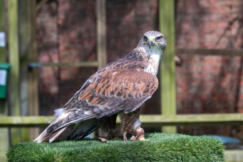 york-entry-to-york-bird-of-prey-centre