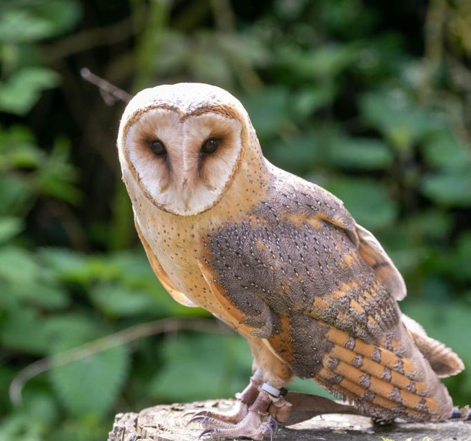 york-entry-to-york-bird-of-prey-centre