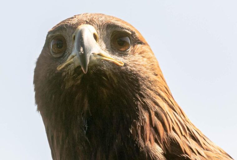 york-entry-to-york-bird-of-prey-centre