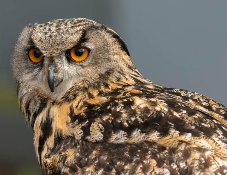 york-entry-to-york-bird-of-prey-centre