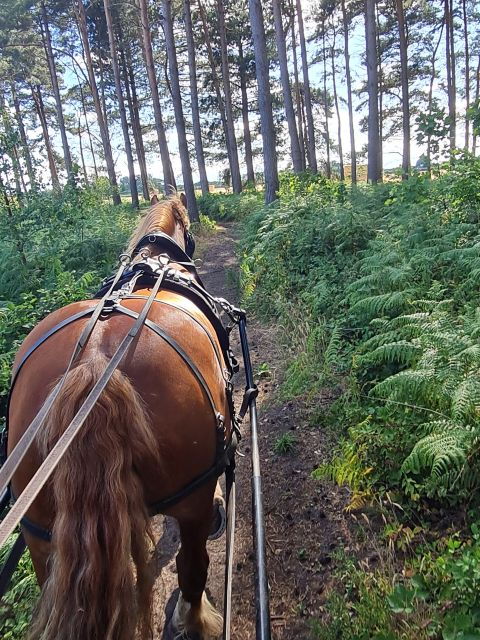 york-horse-drawn-carriage-ride-around-the-countryside-york