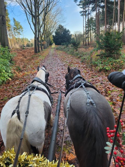 york-horse-drawn-carriage-ride-around-the-countryside-york