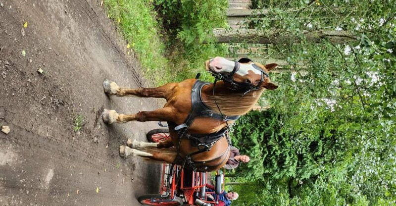 york-horse-drawn-carriage-ride-around-the-countryside-york