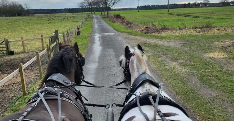 york-horse-drawn-carriage-ride-cream-tea