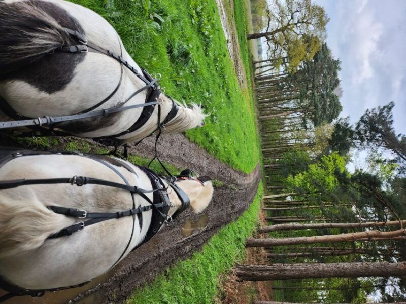 york-horse-drawn-carriage-ride-cream-tea