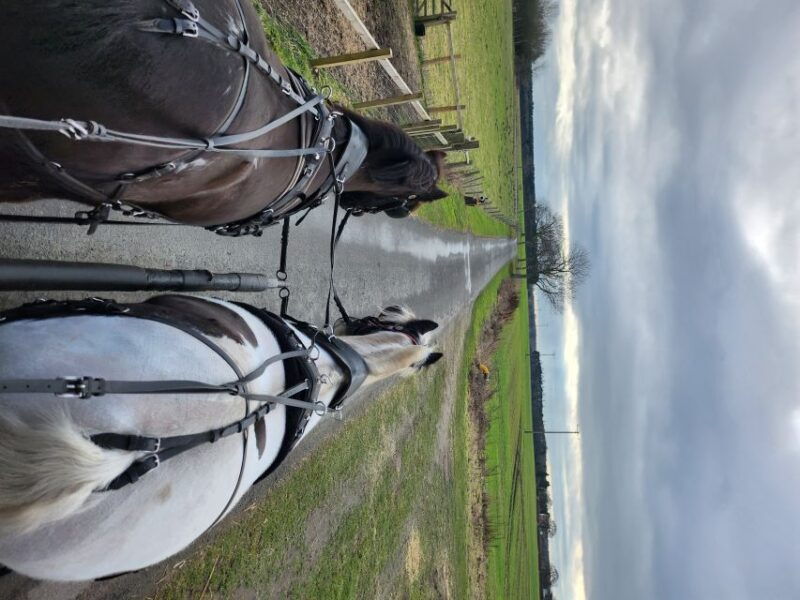 york-horse-drawn-carriage-ride-cream-tea